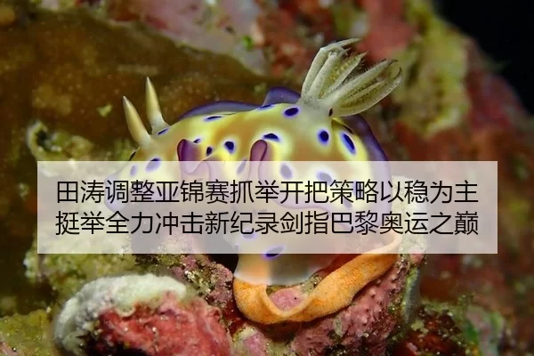 田涛调整亚锦赛抓举开把策略以稳为主 挺举全力冲击新纪录剑指巴黎奥运之巅